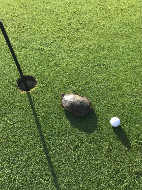 Torpid Gallery Rum Corps 2020